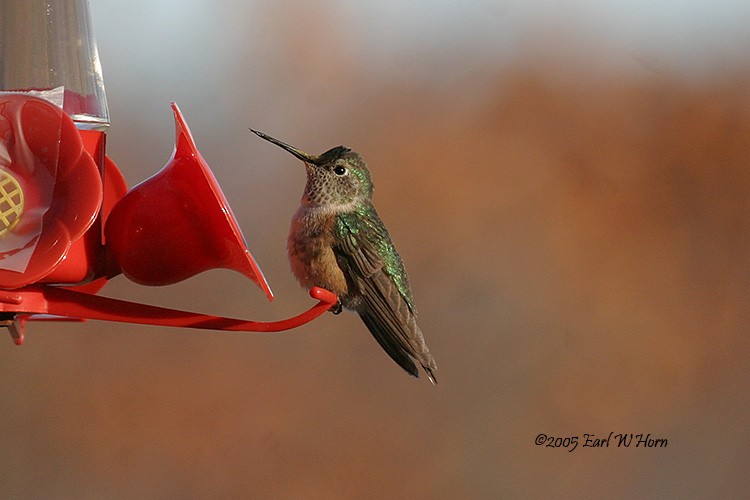 Broad-tailed Hummingbird - ML21352721