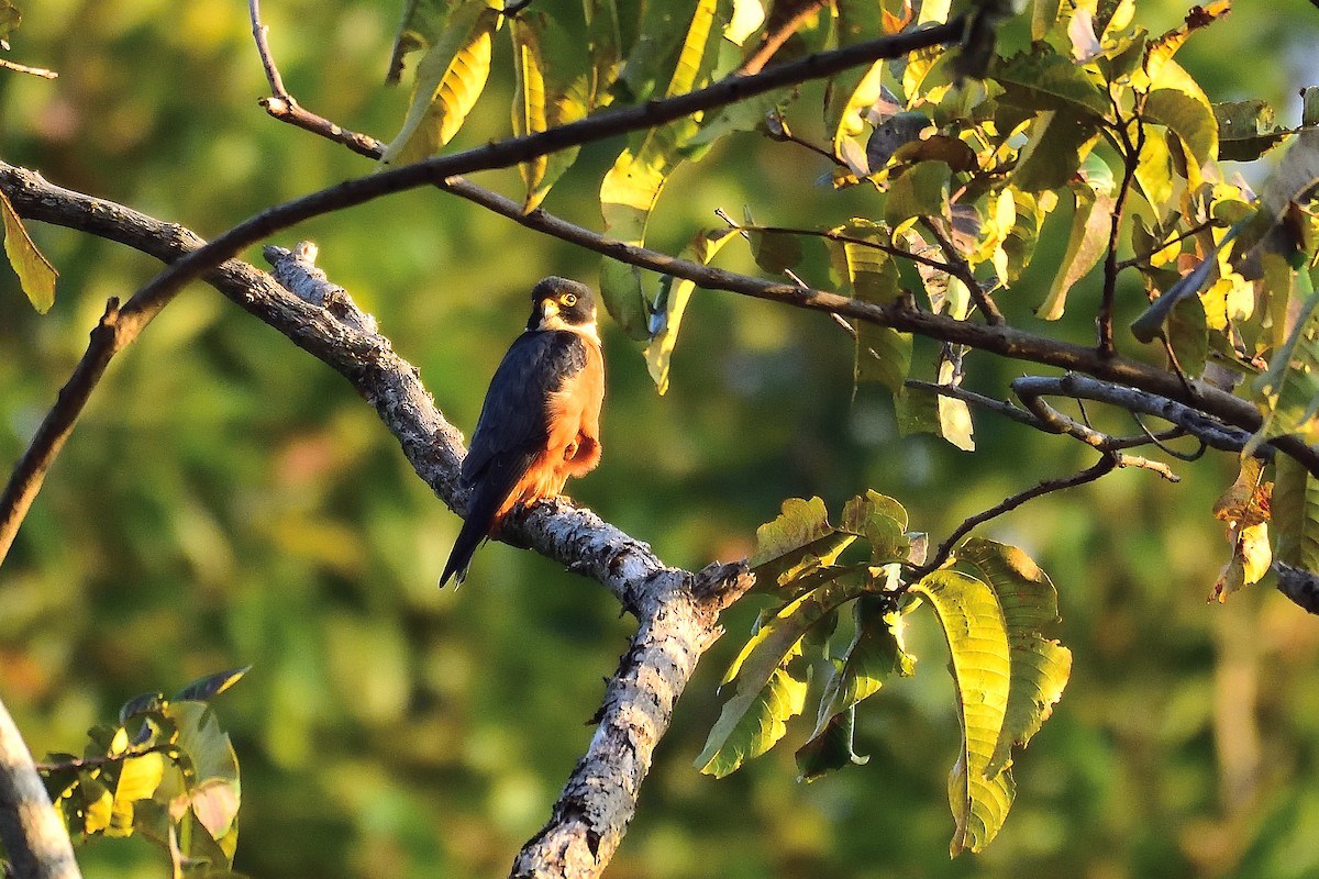 Oriental Hobby - ML213527681