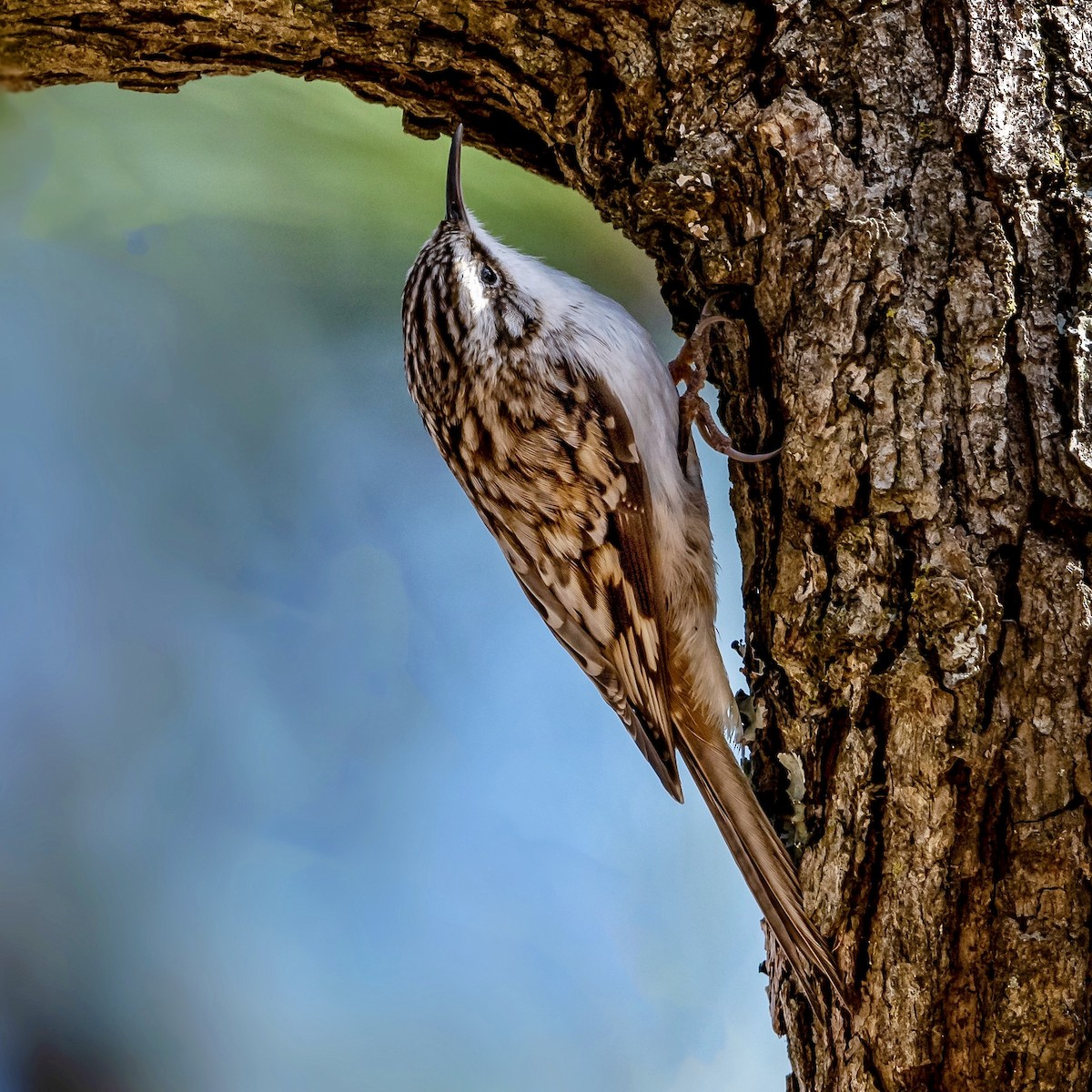 Brown Creeper - Jerry Vanbebber