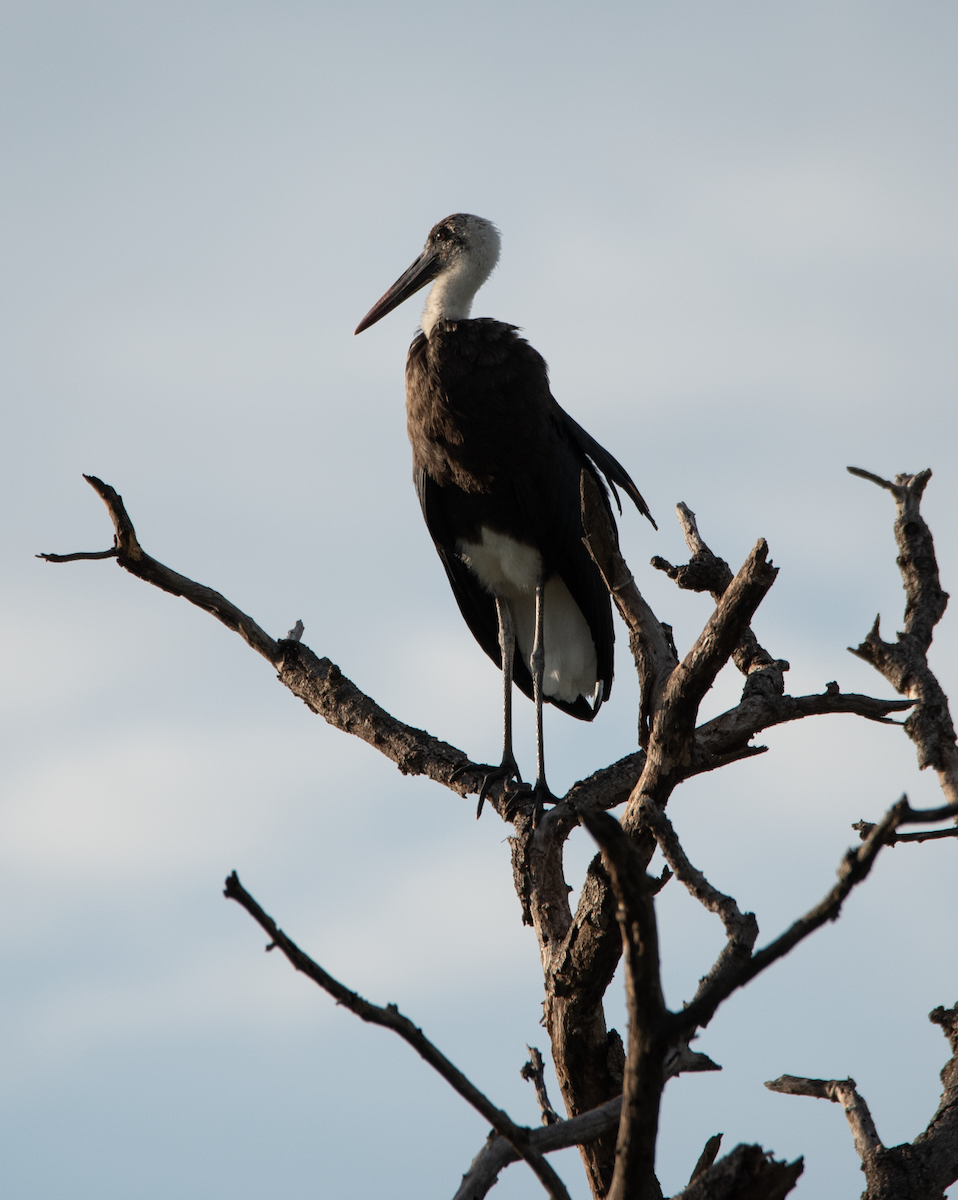 African Woolly-necked Stork - ML213529441