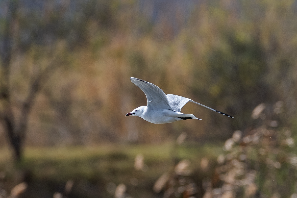 racek zelenonohý - ML213530351