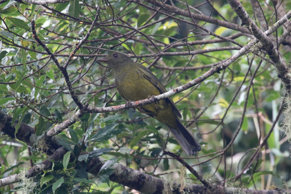 Black-and-gold Cotinga - Daniel Branch