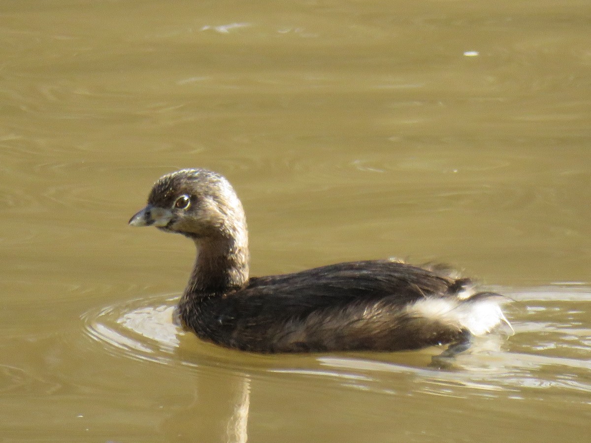 Pied-billed Grebe - ML213530961