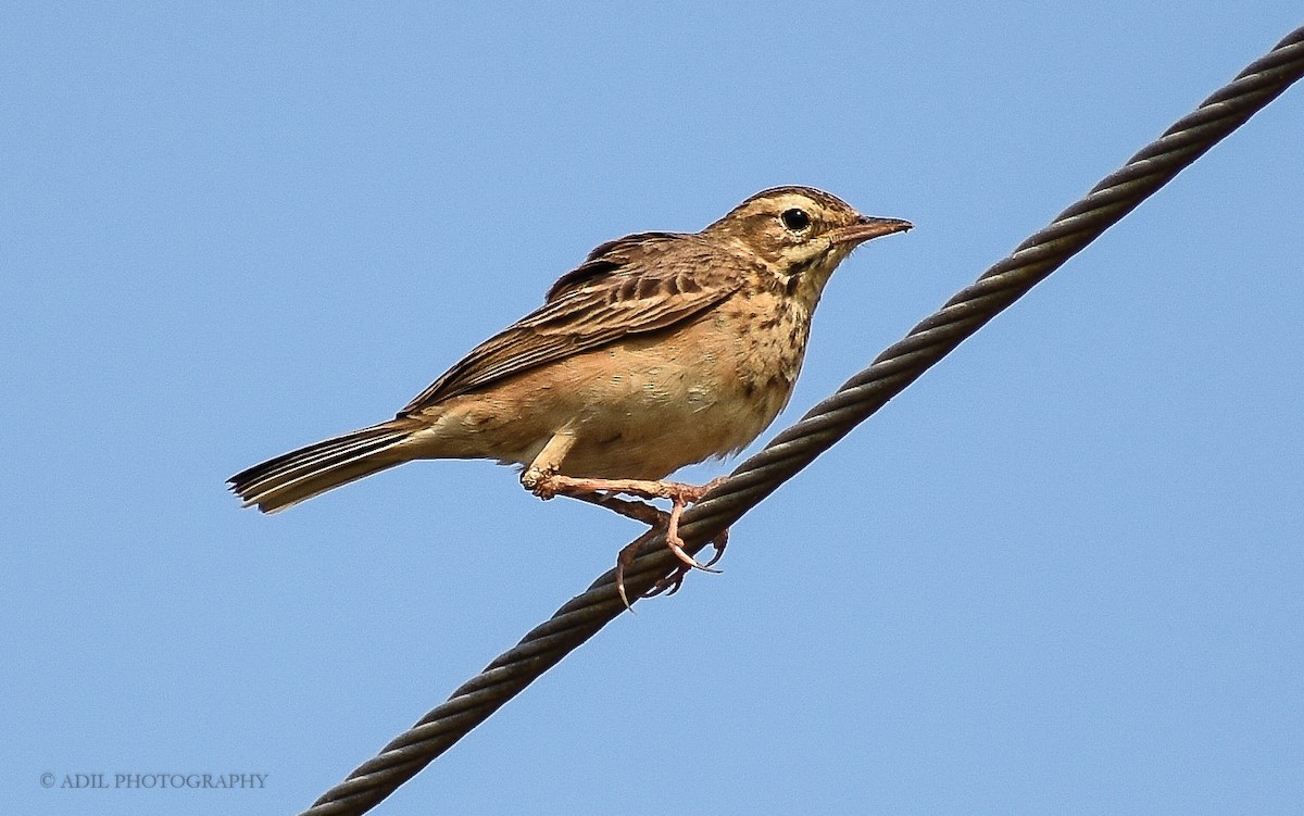 Paddyfield Pipit - Dr. ADIL A
