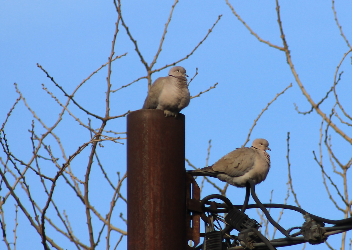 Eurasian Collared-Dove - ML213532301