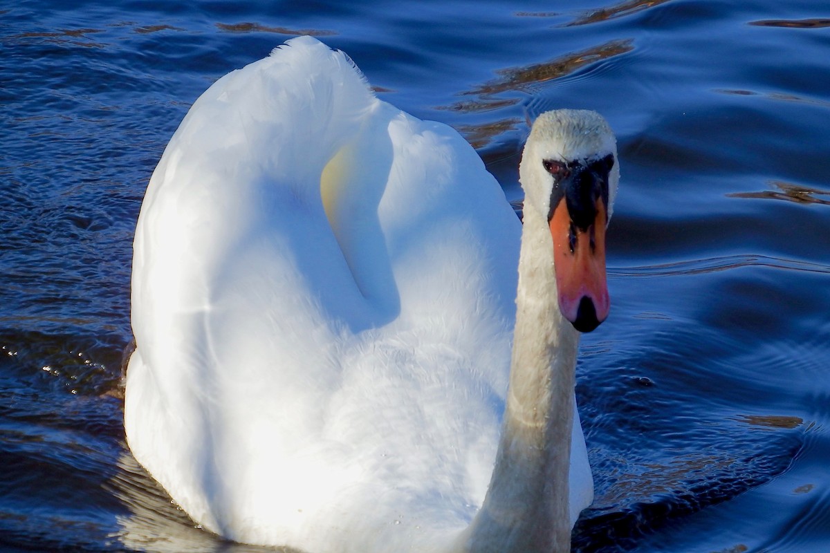 Mute Swan - Deirdre Robinson