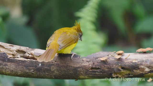 Gray-throated Babbler - ML213534731