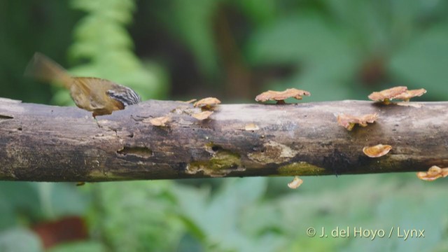 Gray-throated Babbler - ML213534741