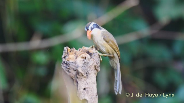 Brown-crowned Scimitar-Babbler (Phayre's) - ML213535011