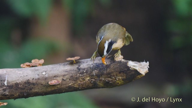 Brown-crowned Scimitar-Babbler (Phayre's) - ML213535021