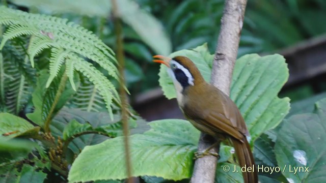 Brown-crowned Scimitar-Babbler (Phayre's) - ML213535041