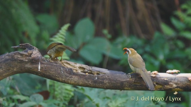 Brown-crowned Scimitar-Babbler (Phayre's) - ML213535051