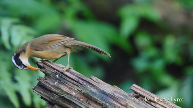 Brown-crowned Scimitar-Babbler (Phayre's) - ML213535071