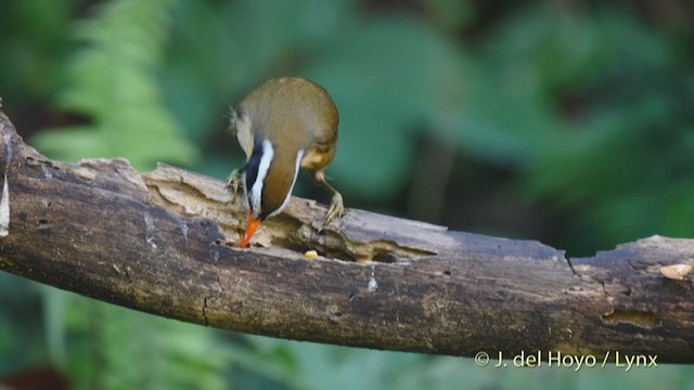 Brown-crowned Scimitar-Babbler (Phayre's) - ML213535121