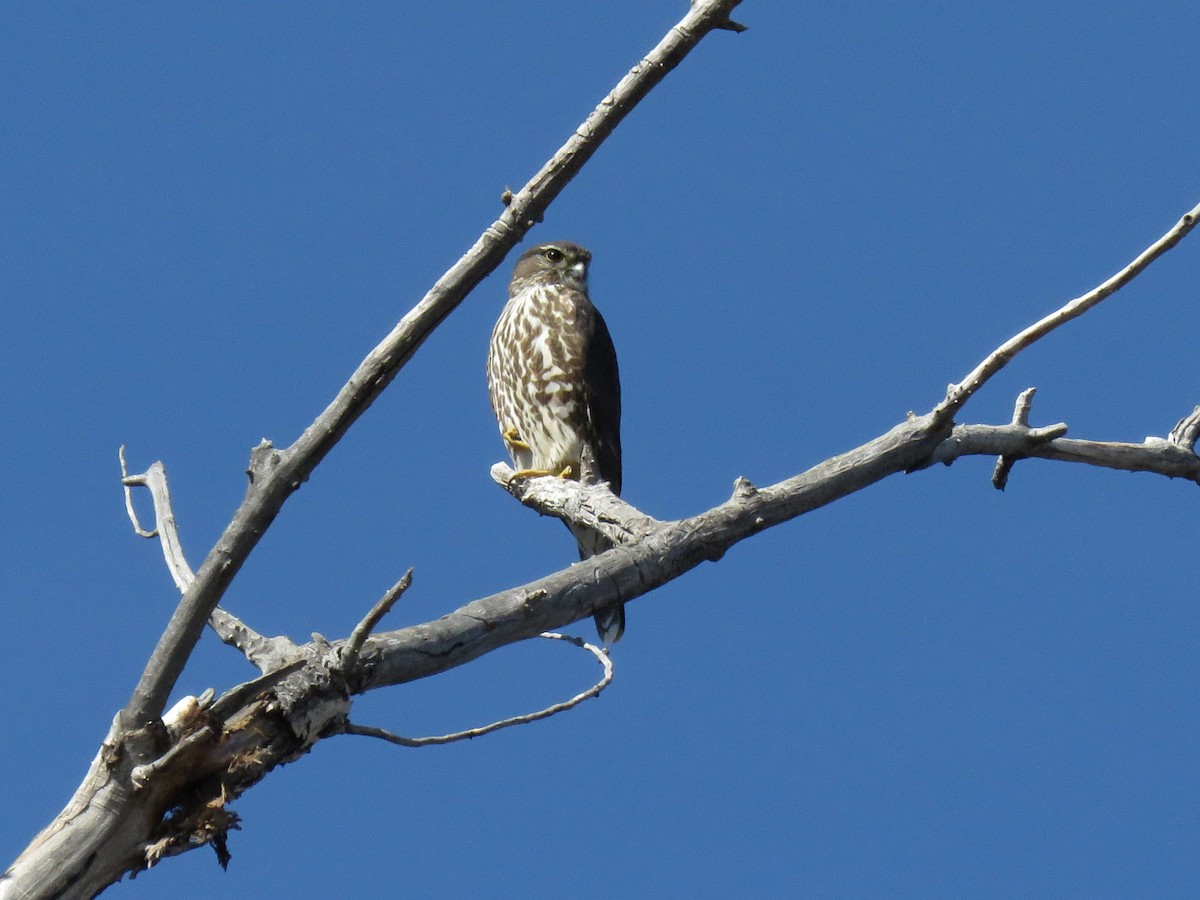 Merlin - Jane Thompson