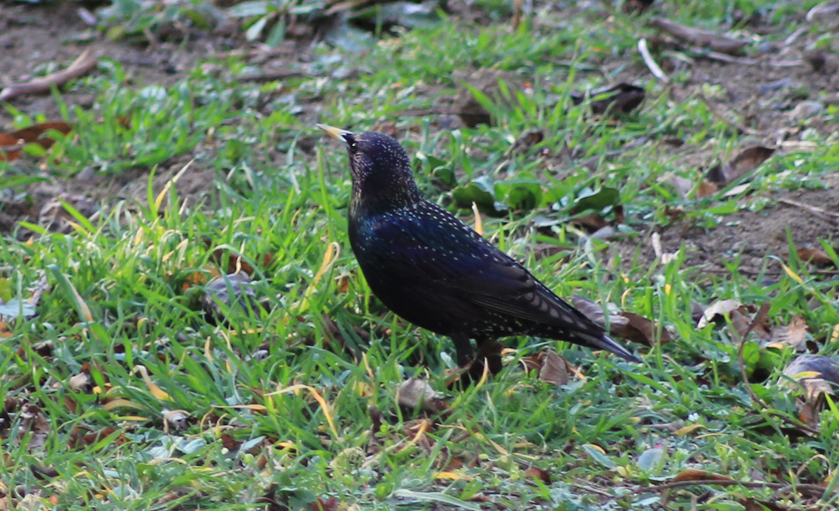 European Starling - ML213536051