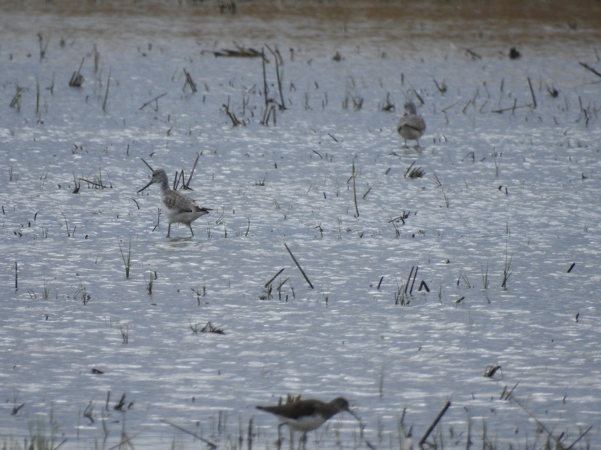 Common Greenshank - ML213536371