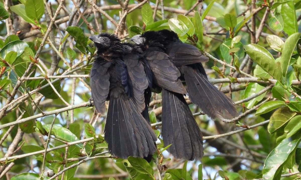 Groove-billed Ani - ML213536471