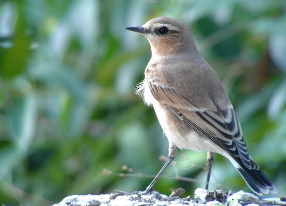 Northern Wheatear - ML21353731