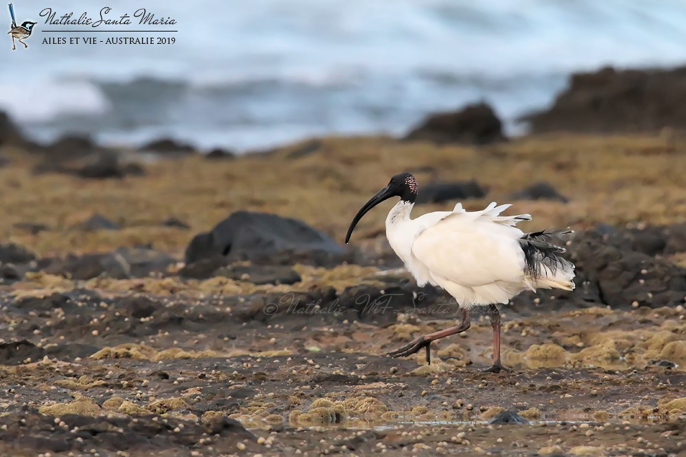 Ibis à cou noir - ML213538121