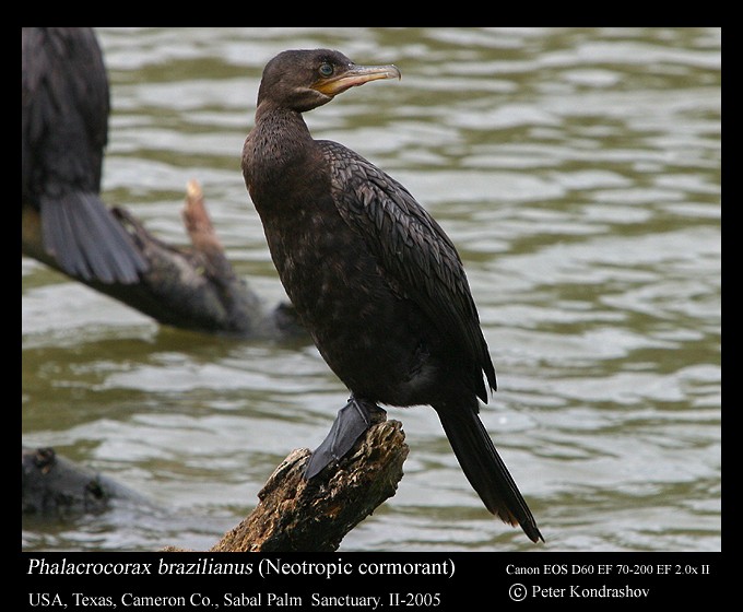 Neotropic Cormorant - ML213538561