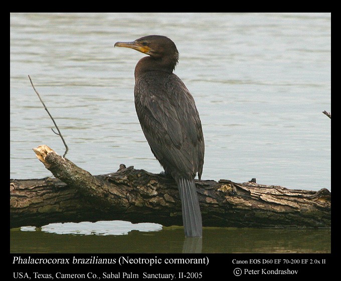 Neotropic Cormorant - ML213538581