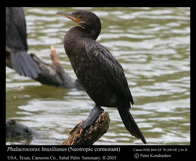 Neotropic Cormorant - ML213538591