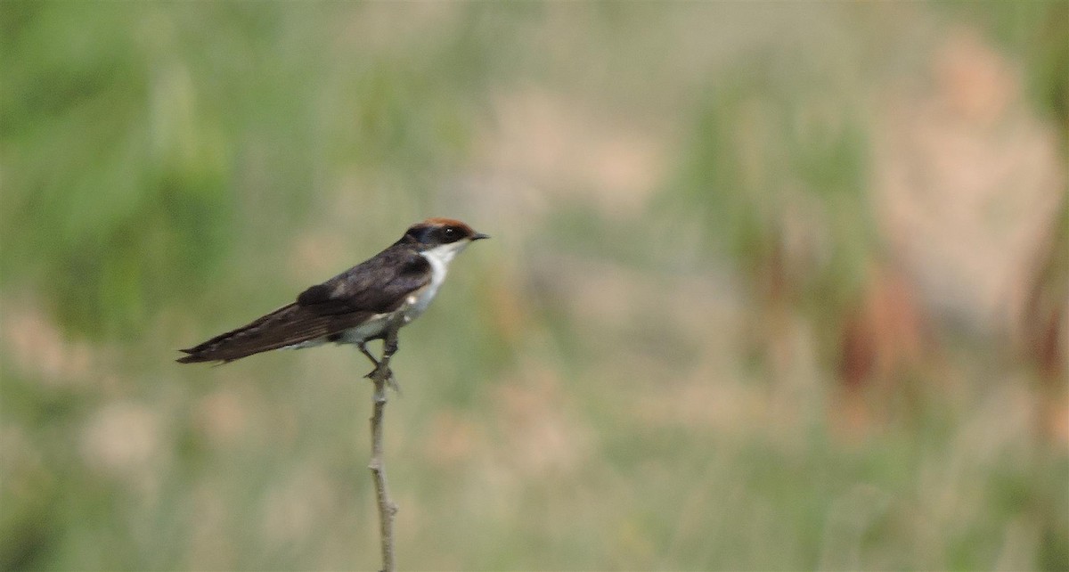 Hirondelle à longs brins - ML21353861