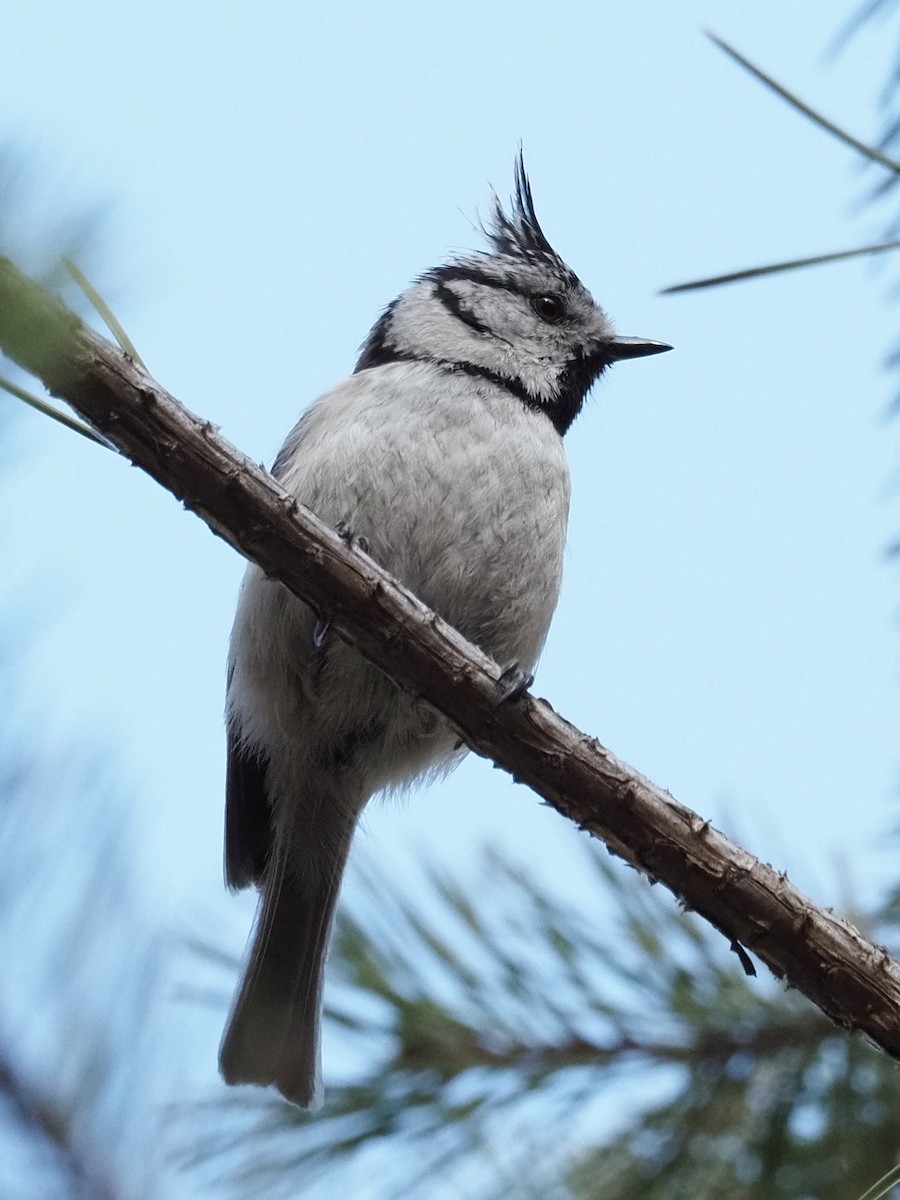Crested Tit - ML213539201