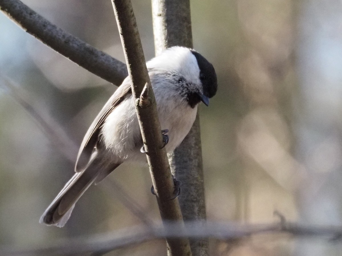 Willow Tit - ML213539211