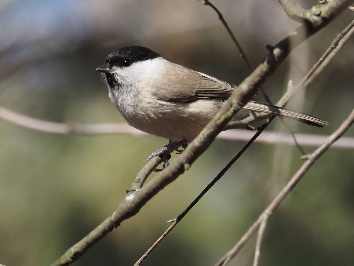 Willow Tit - ML213539221