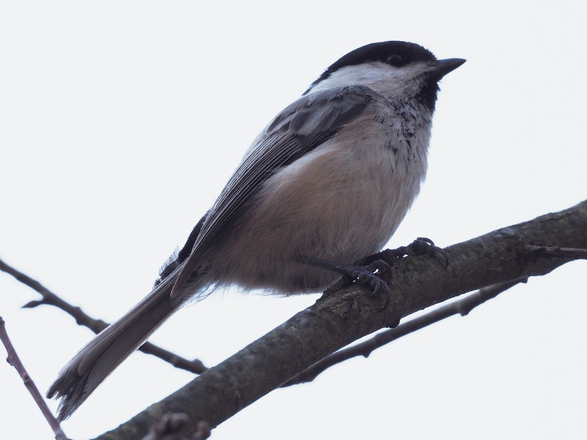 Willow Tit - ML213539281