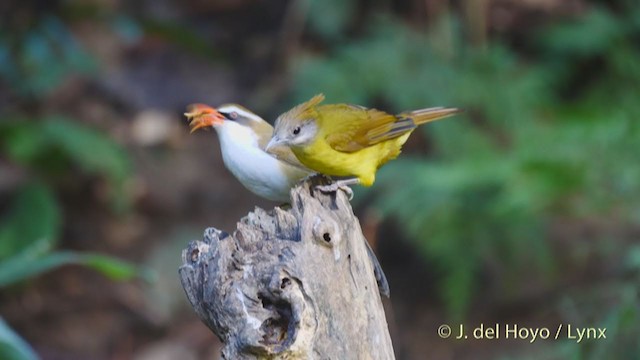 White-throated Bulbul - ML213539311