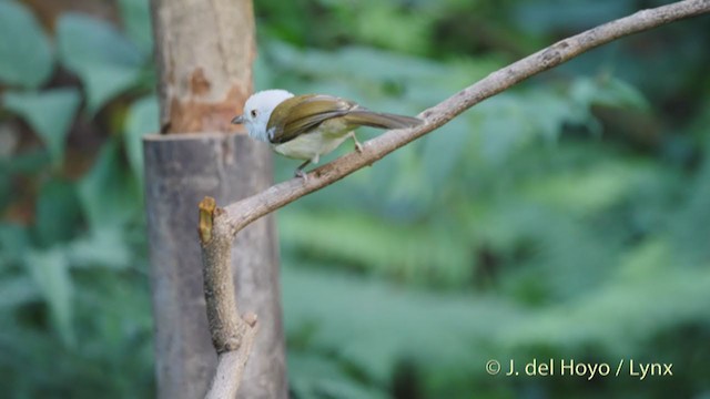 White-hooded Babbler - ML213539331