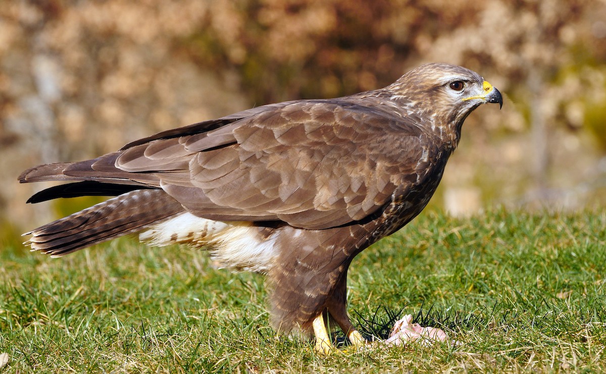 Common Buzzard - ML213539581