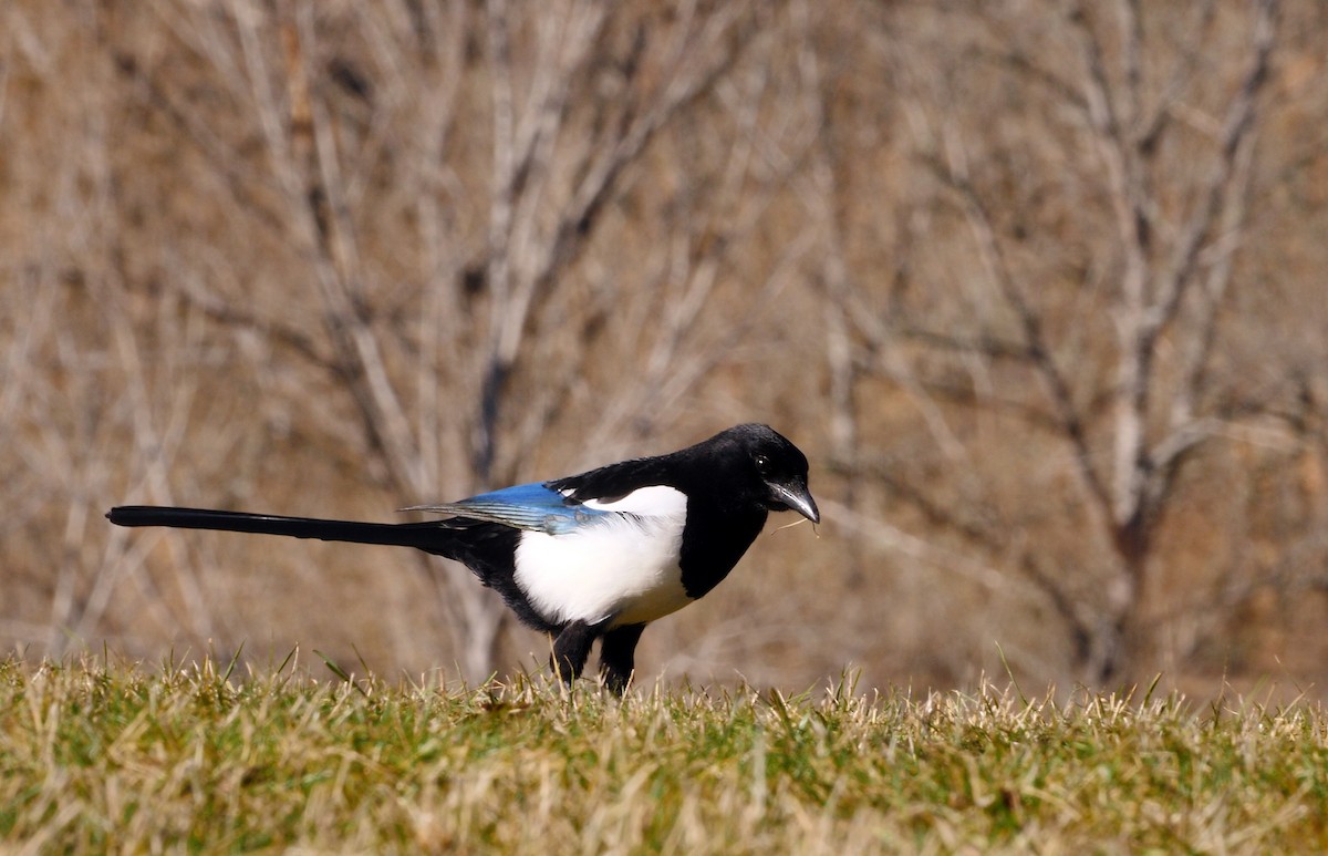 Eurasian Magpie (Iberian) - ML213539671