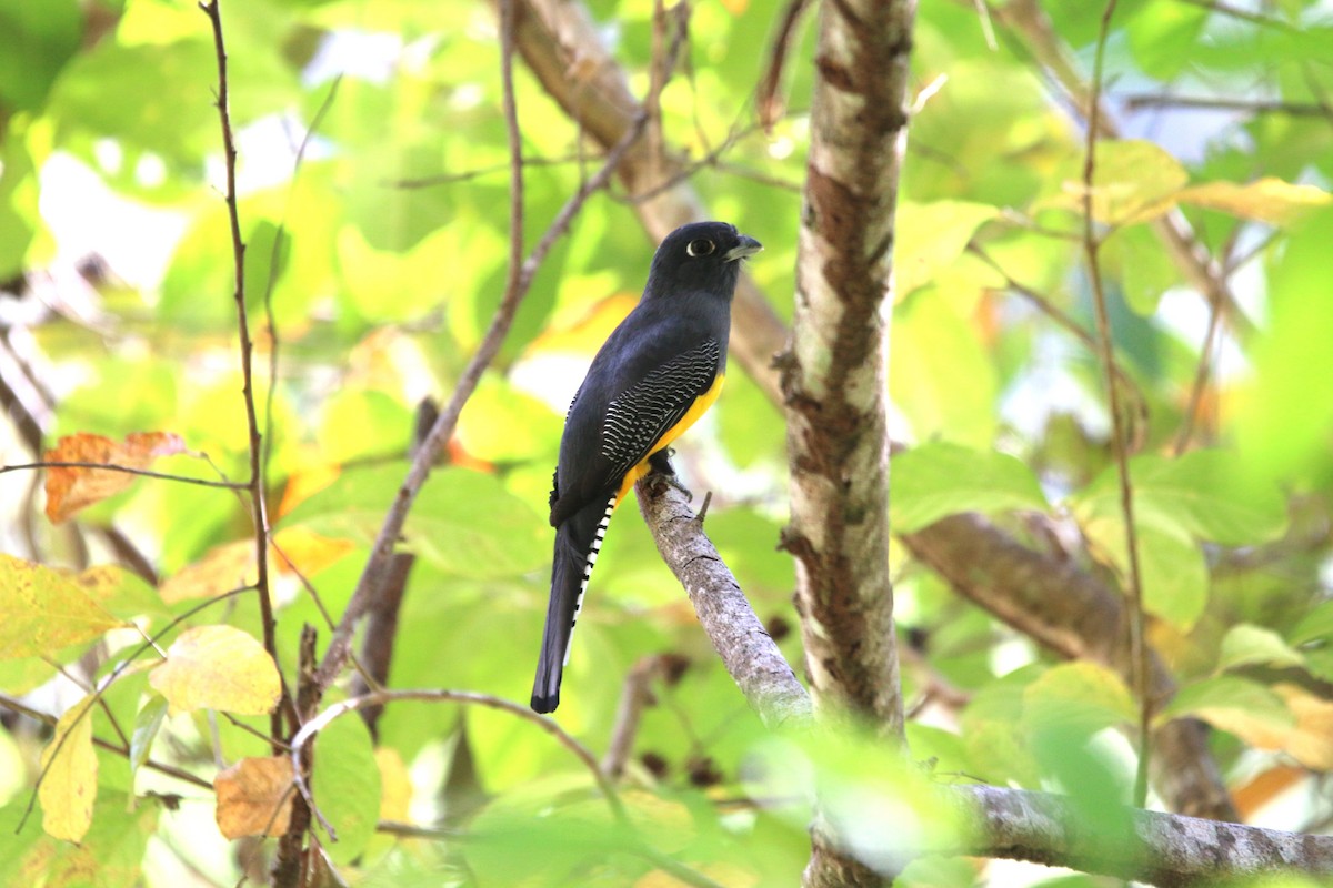 Gartered Trogon - ML213539681