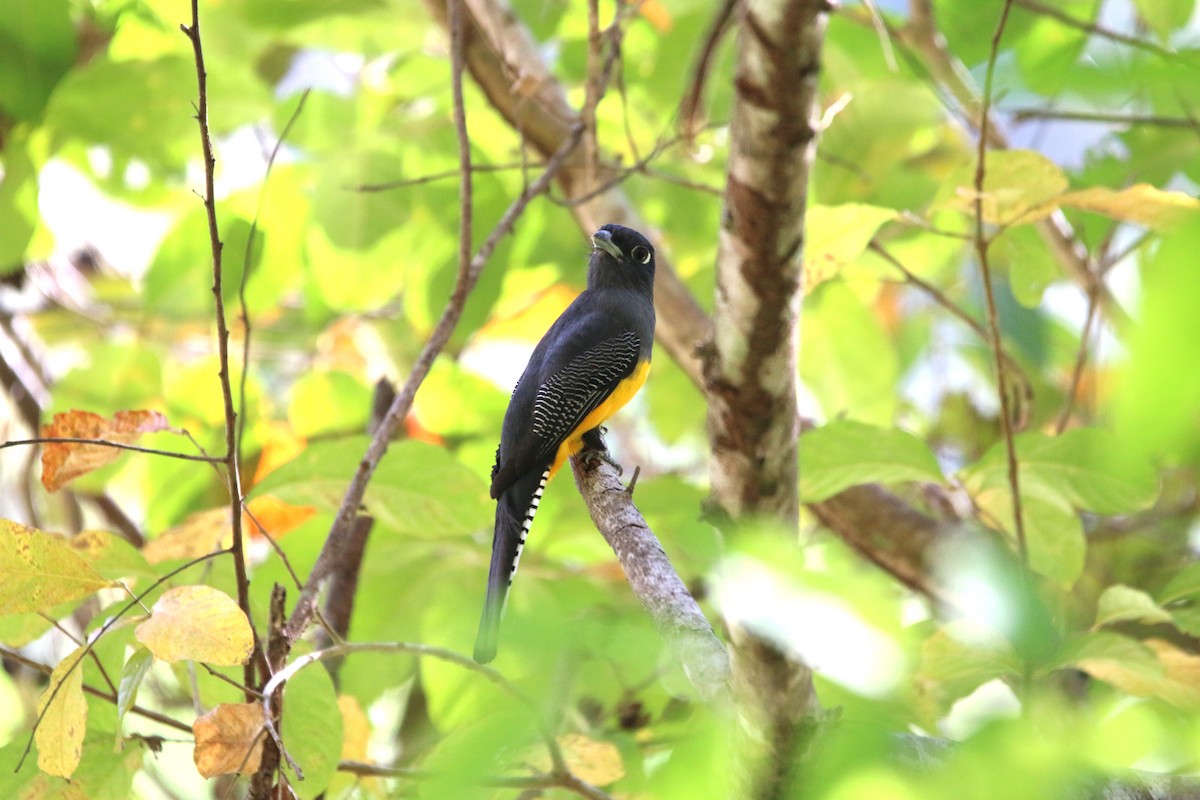 Gartered Trogon - ML213539691