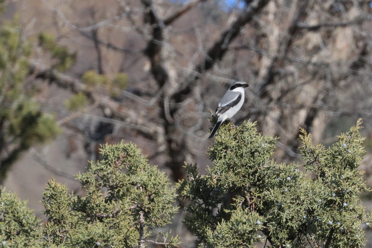 Loggerhead Shrike - ML213540341