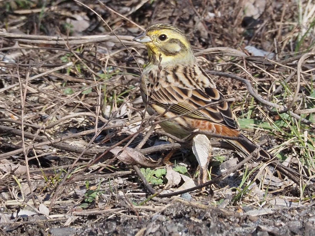 Yellowhammer - ML213541471