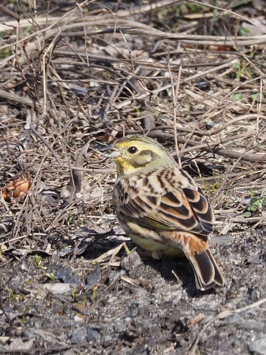 Yellowhammer - ML213541491