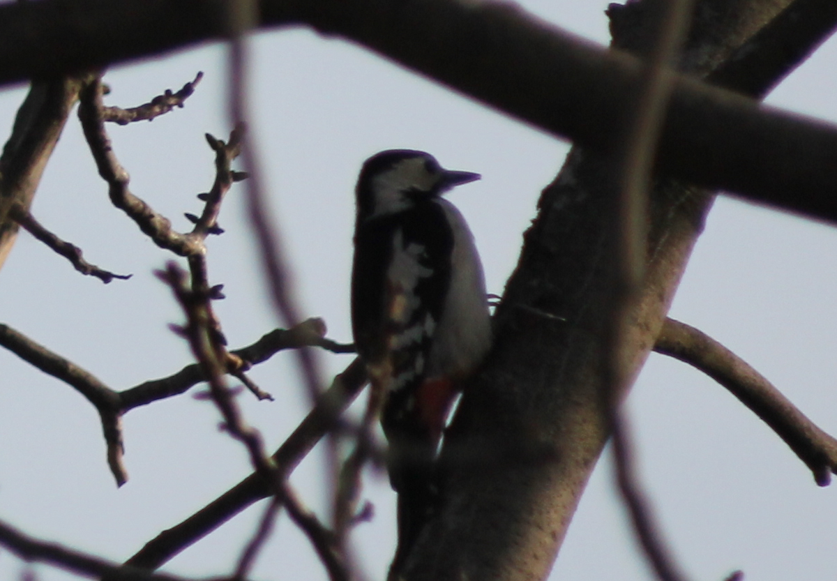 Syrian Woodpecker - ML213542141