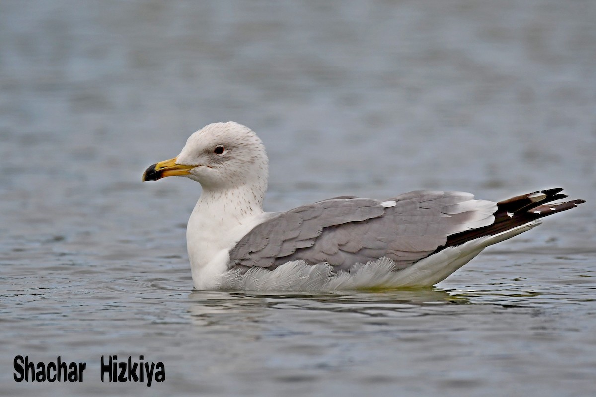 Armenian Gull - ML213542611