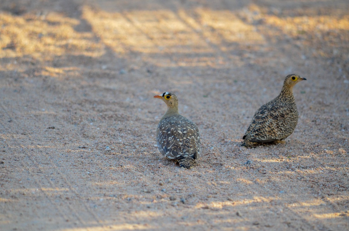 Double-banded Sandgrouse - ML213542871