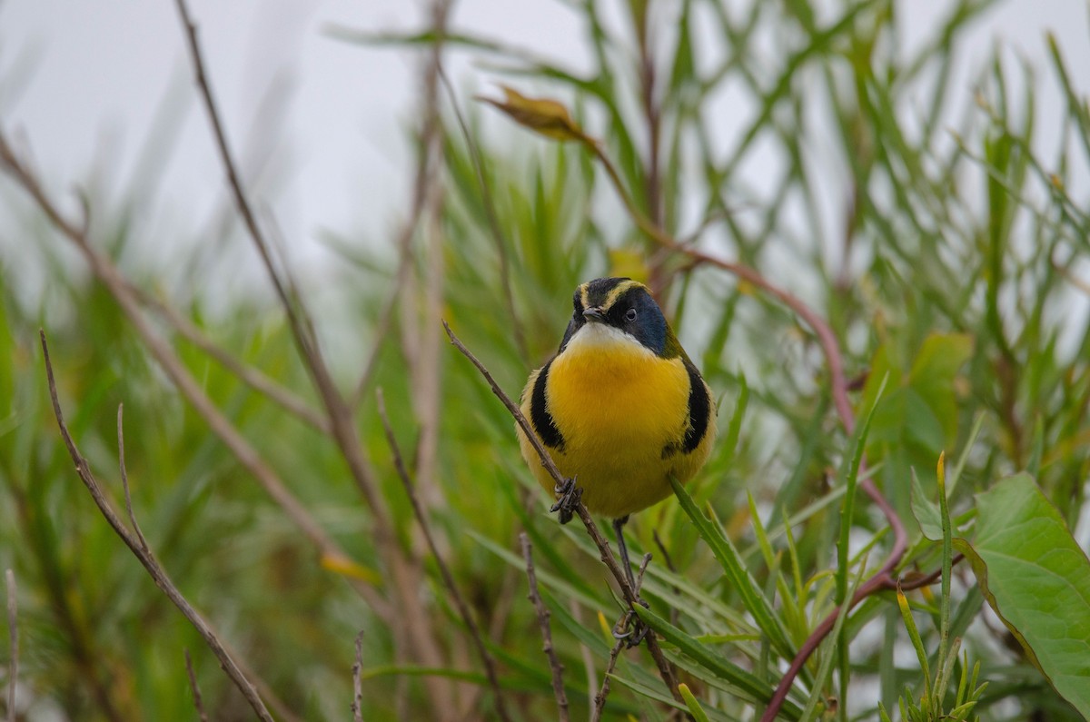 Many-colored Rush Tyrant - Theys Radmann