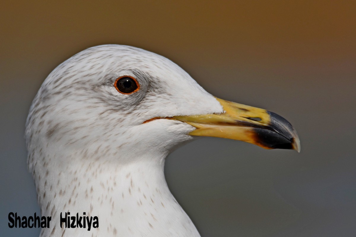 Armenian Gull - ML213544131