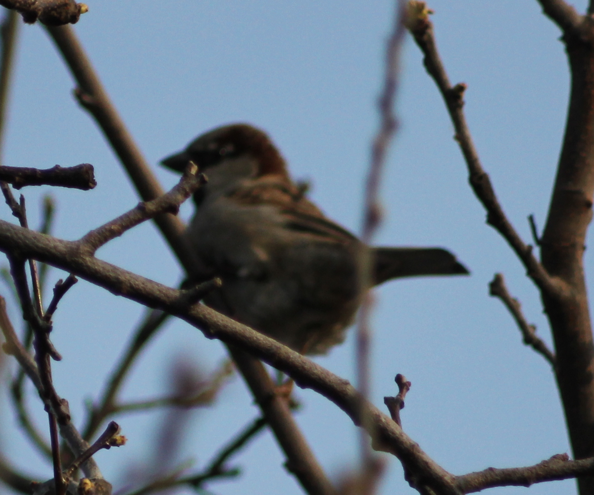 House Sparrow - ML213544681