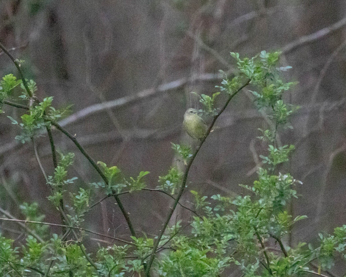 Orange-crowned Warbler - Anne Olsen