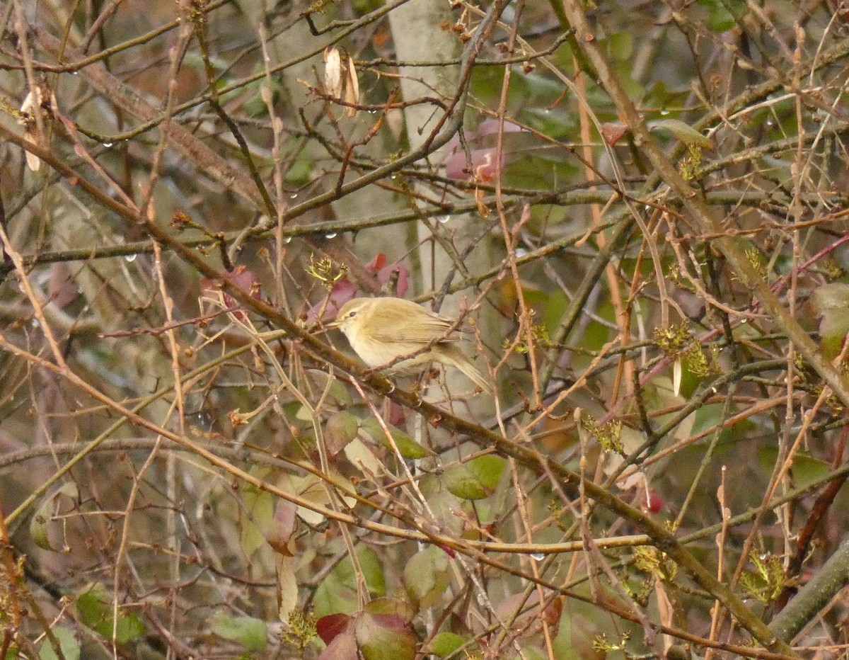 Common Chiffchaff - ML213546571