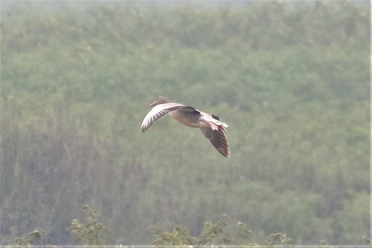 husa velká (ssp. rubrirostris) - ML213549311